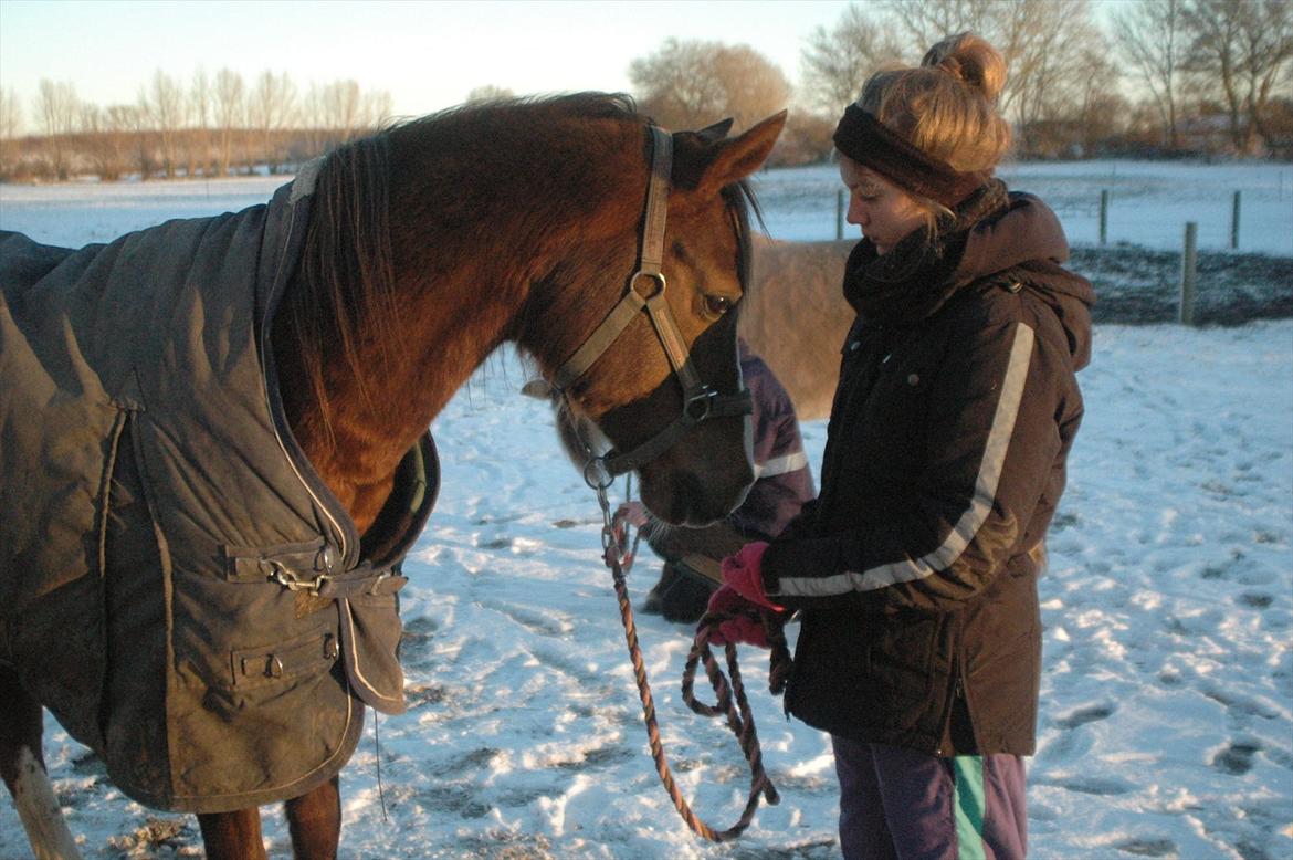Arabisk fuldblod (OX) Skovlys Tonado billede 17