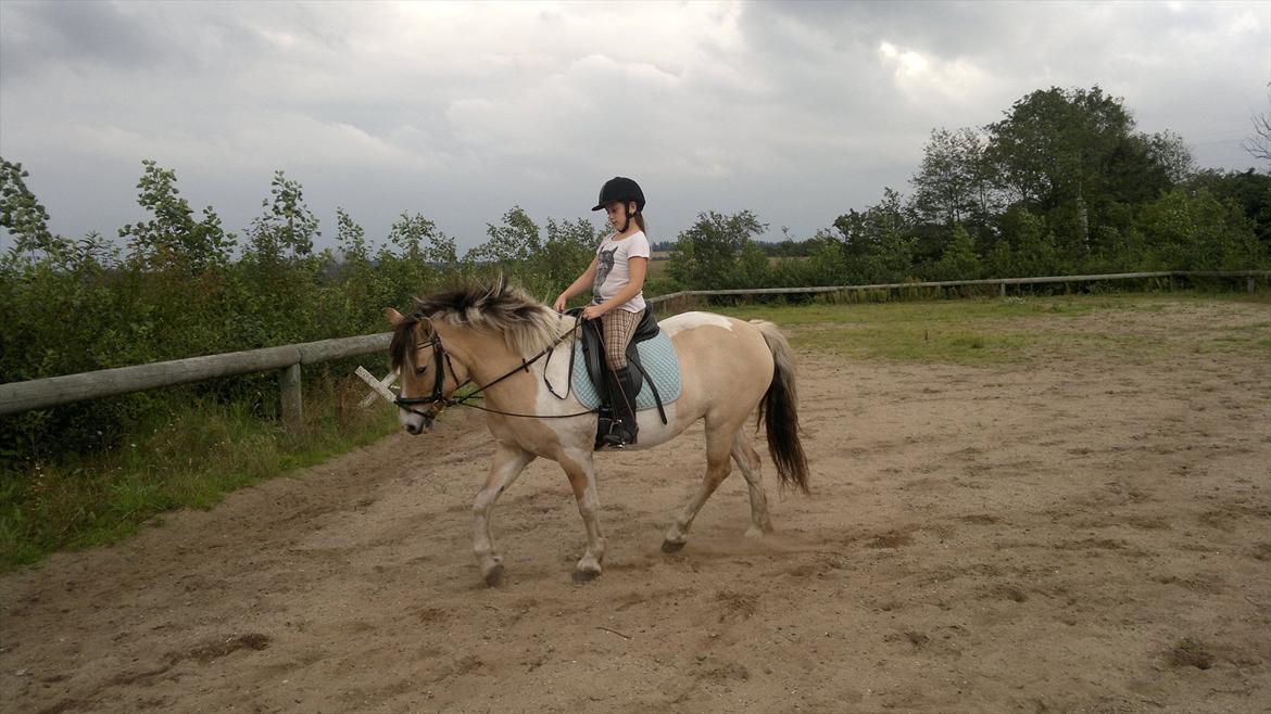 Anden særlig race Troja billede 9