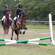 Anden særlig race Kalur