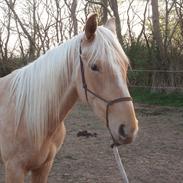 Palomino Lykkegårdens Ashwin