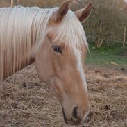 Palomino Lykkegårdens Ashwin