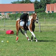 Anden særlig race Donna-ok<33