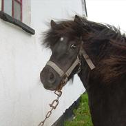 Shetlænder Tulle (MY LITTLE SOULMATE) <3 SOLGT ! :(