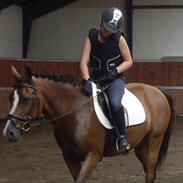 Hollandsk Sportspony Annie