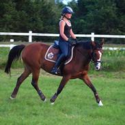 Hollandsk Sportspony Annie