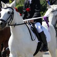 Welsh Pony (sec B) Korreborgs Josephine [tidl. part] SOLGT