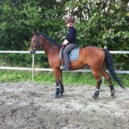 Trakehner Soneur R.I.P. <3