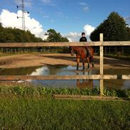 Trakehner Soneur R.I.P. <3