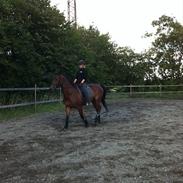 Trakehner Soneur R.I.P. <3