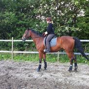 Trakehner Soneur R.I.P. <3