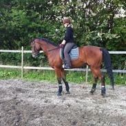 Trakehner Soneur R.I.P. <3