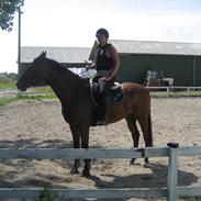 Dansk Varmblod Molskegårds Kanue