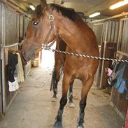 Dansk Varmblod Molskegårds Kanue