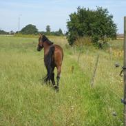 Dansk Varmblod Molskegårds Kanue