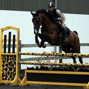 Hollandsk Varmblod V. Nelleke