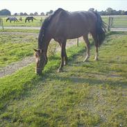 Anden særlig race Silverhorse Tabu