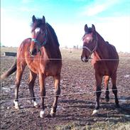 Anden særlig race Amigo