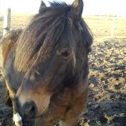 Anden særlig race Heino <3