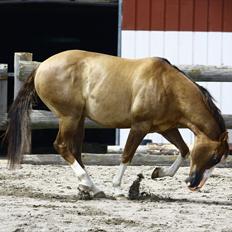 Quarter Frontiers Four Socks