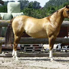 Quarter Frontiers Four Socks