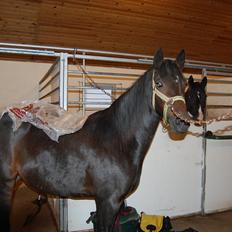 Pinto Storgaards Isabella