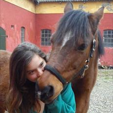 Welsh Partbred (Sec F) Mountain Mehefin (Monty) Solgt :'(