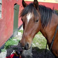 Welsh Partbred (Sec F) Mountain Mehefin (Monty) Solgt :'(