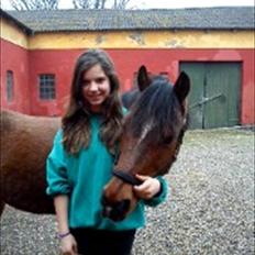 Welsh Partbred (Sec F) Mountain Mehefin (Monty) Solgt :'(