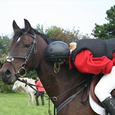 Hollandsk Sportspony Carlo