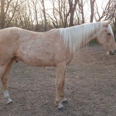 Palomino Lykkegårdens Ashwin