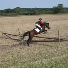 Hollandsk Sportspony Carlo