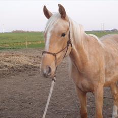 Palomino Lykkegårdens Ashwin