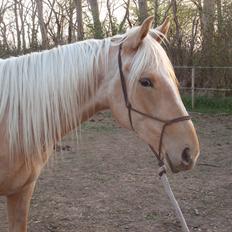 Palomino Lykkegårdens Ashwin