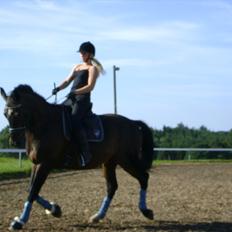 Dansk Varmblod Møllegårdens Cappuccino (Båt)