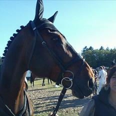 Dansk Varmblod Chagall Cornett -ViNDER DM 2012-