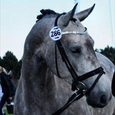 Anden særlig race Kvistgaardens Little Nini