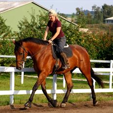 Dansk Varmblod Stald Holm's Layout RIP.