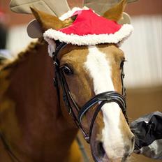 Anden særlig race Cavaliére Cadeau - (Calle)