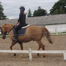 Anden særlig race Cavaliére Cadeau - (Calle)