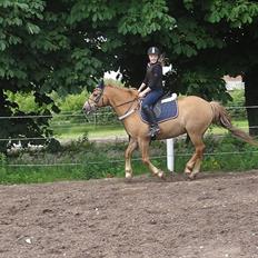 Anden særlig race Cavaliére Cadeau - (Calle)