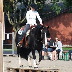 Irish Cob Valentin