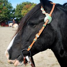 Irish Cob Valentin