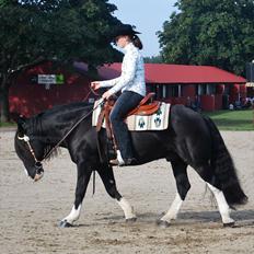 Irish Cob Valentin