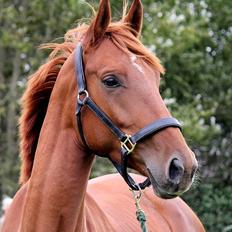 Dansk Varmblod - Tsarina Romanov