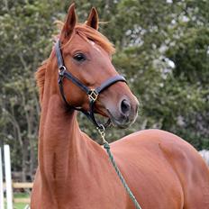 Dansk Varmblod - Tsarina Romanov