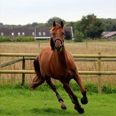 Dansk Varmblod - Tsarina Romanov