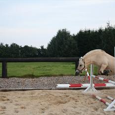 Fjordhest Iben tyler