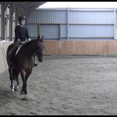 Anden særlig race Mulan