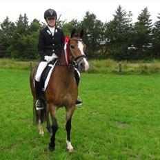 Anden særlig race Kaspar