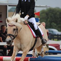 Fjordhest Abricos aka Supercosen/Cossi